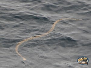 Sea Snake just cruising