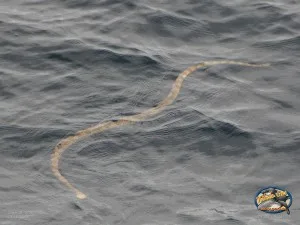 Sea Snake just cruising