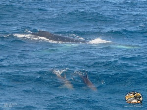 Bottlenosed Dolphins playing