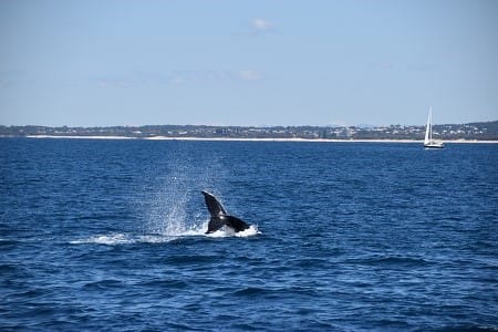 tail-slap-with-yacht