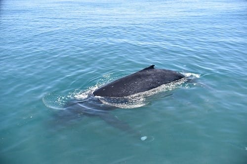 19-10-humpback-next-to-the-boat-small