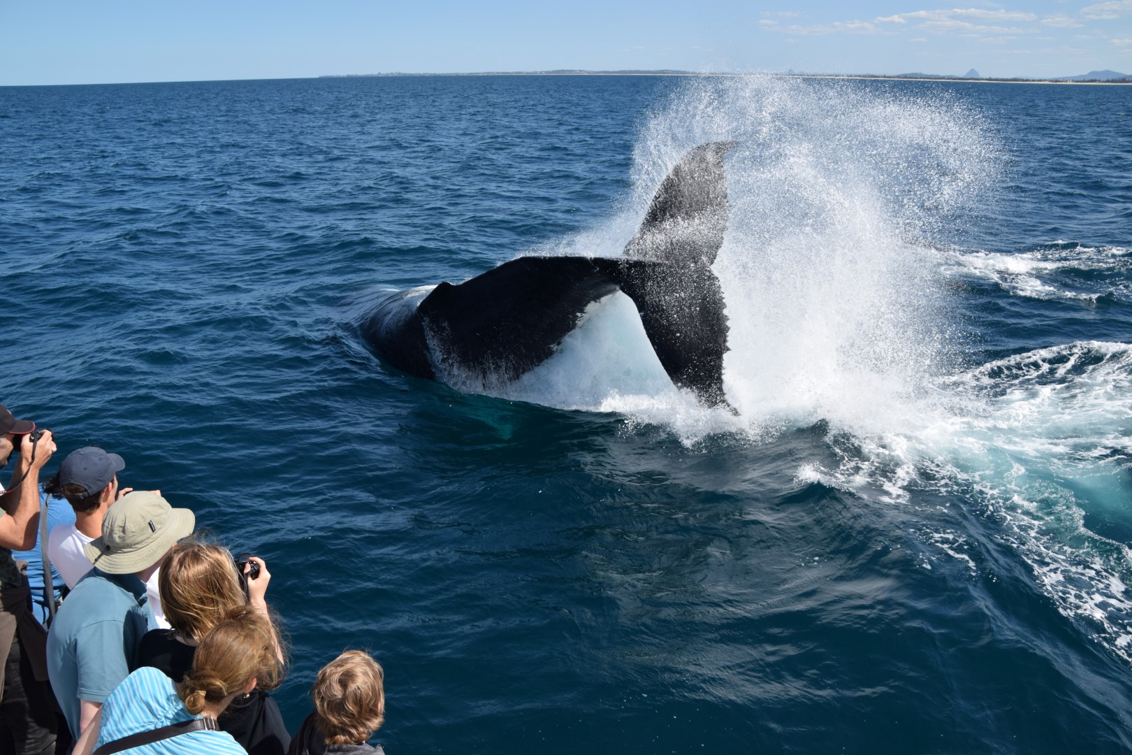 whale watching tour sunshine coast