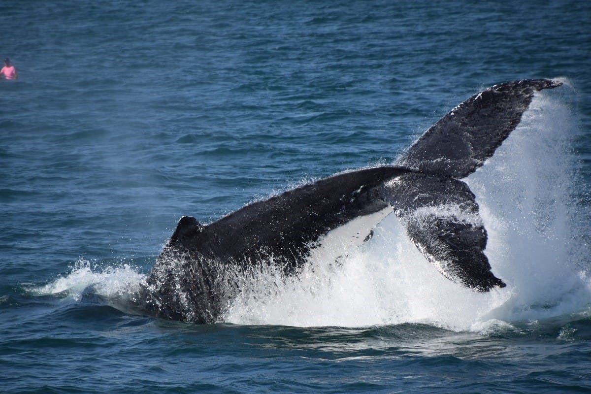 28 September 2017 Whale Watching Report